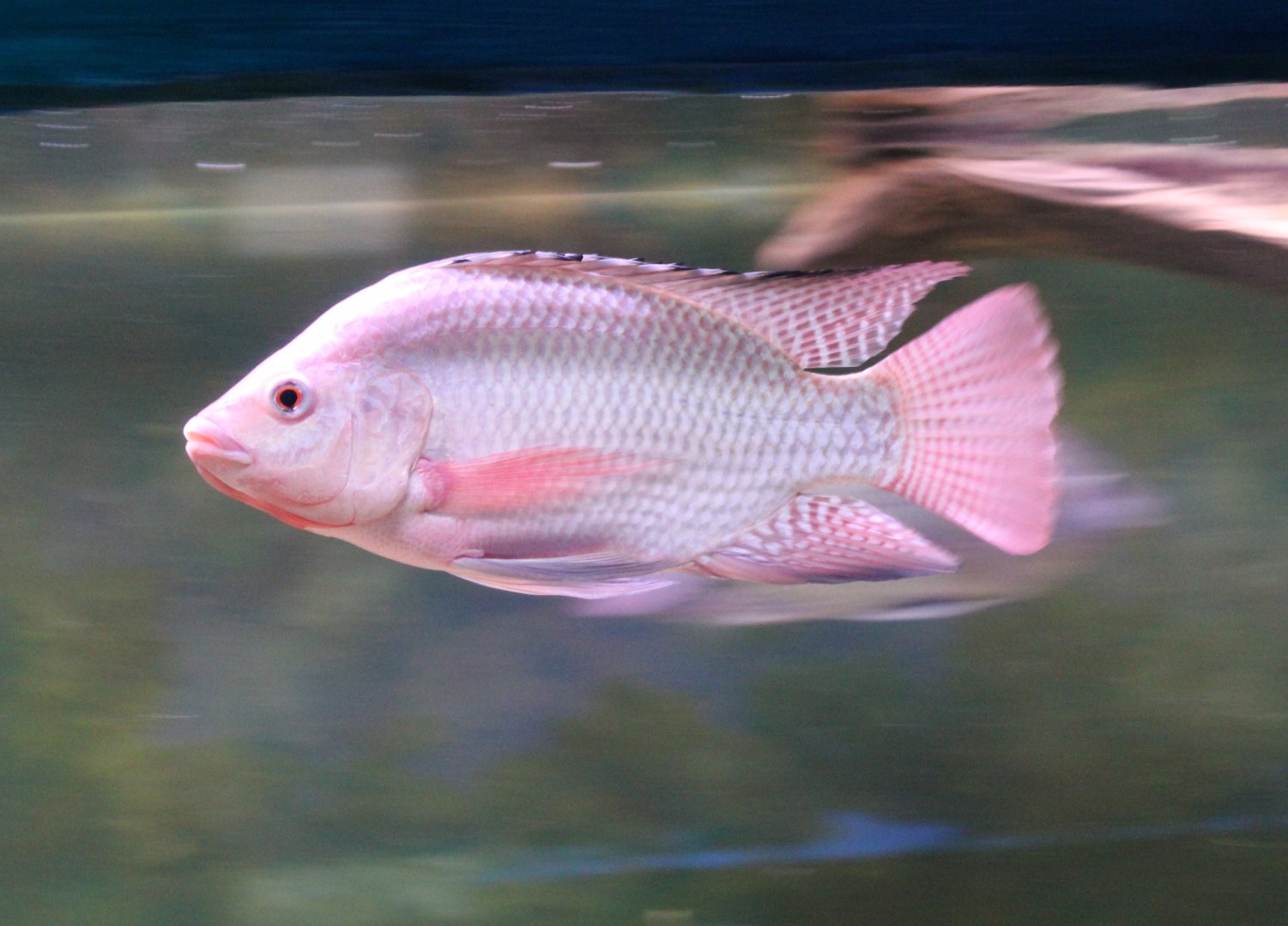 Nile tilapia - Oreochromis niloticus