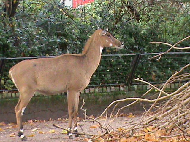 Nilgai 061110