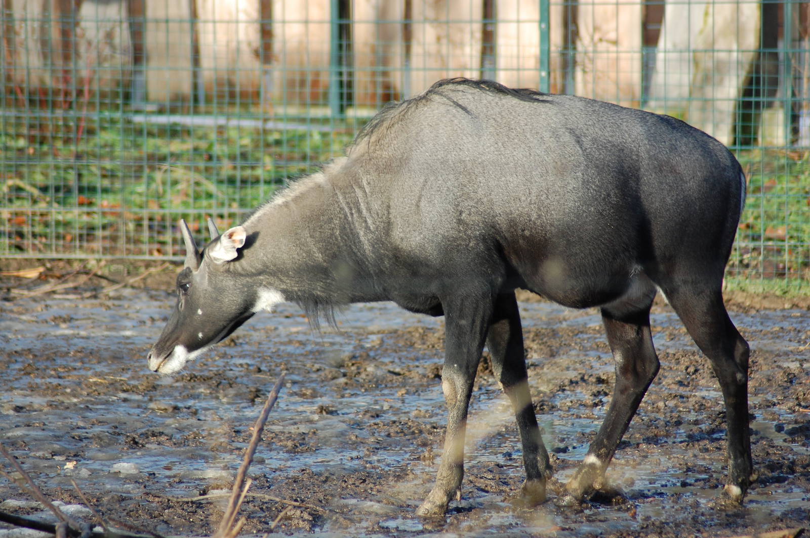 nilgai 08-01-2011