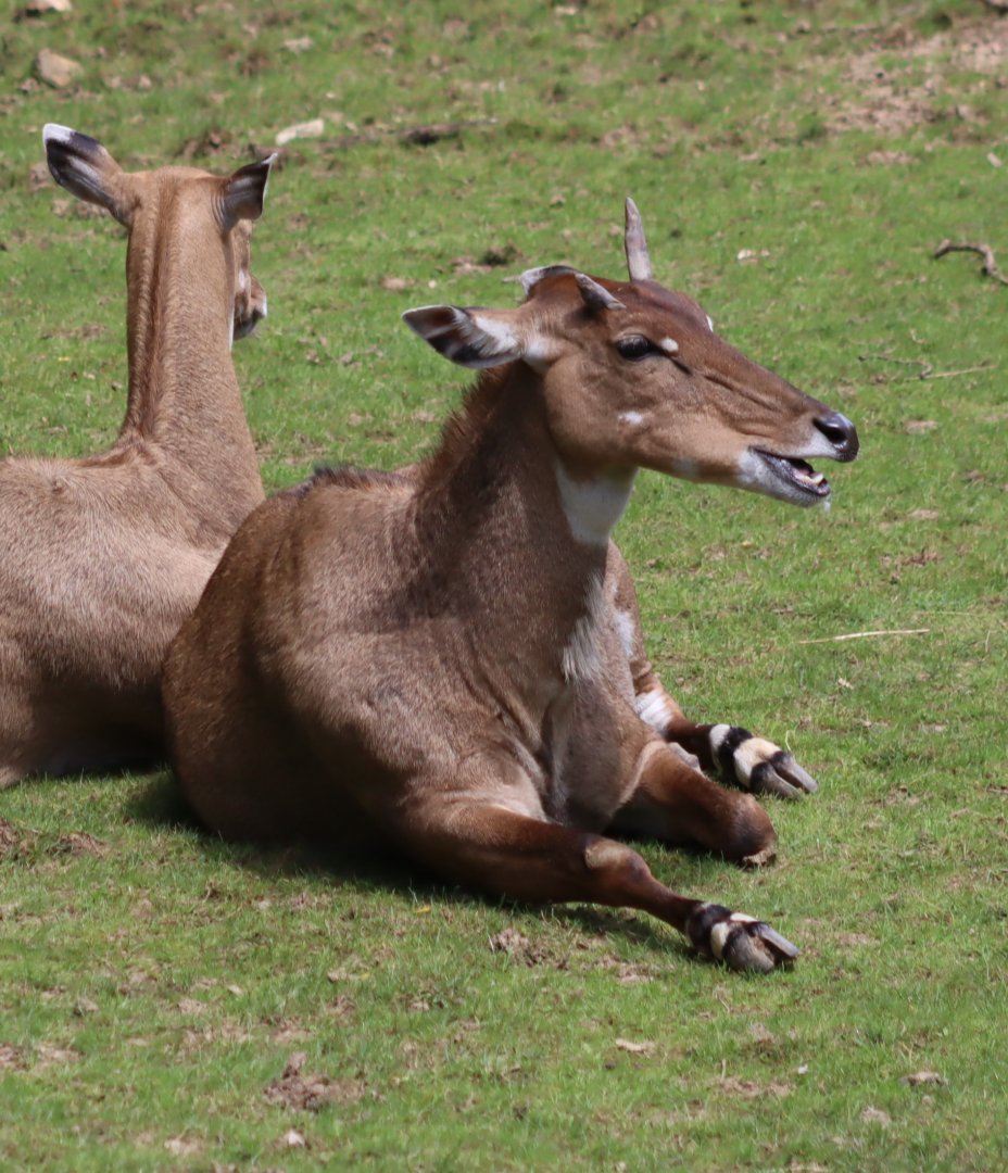 Nilgai - 7 July 2024