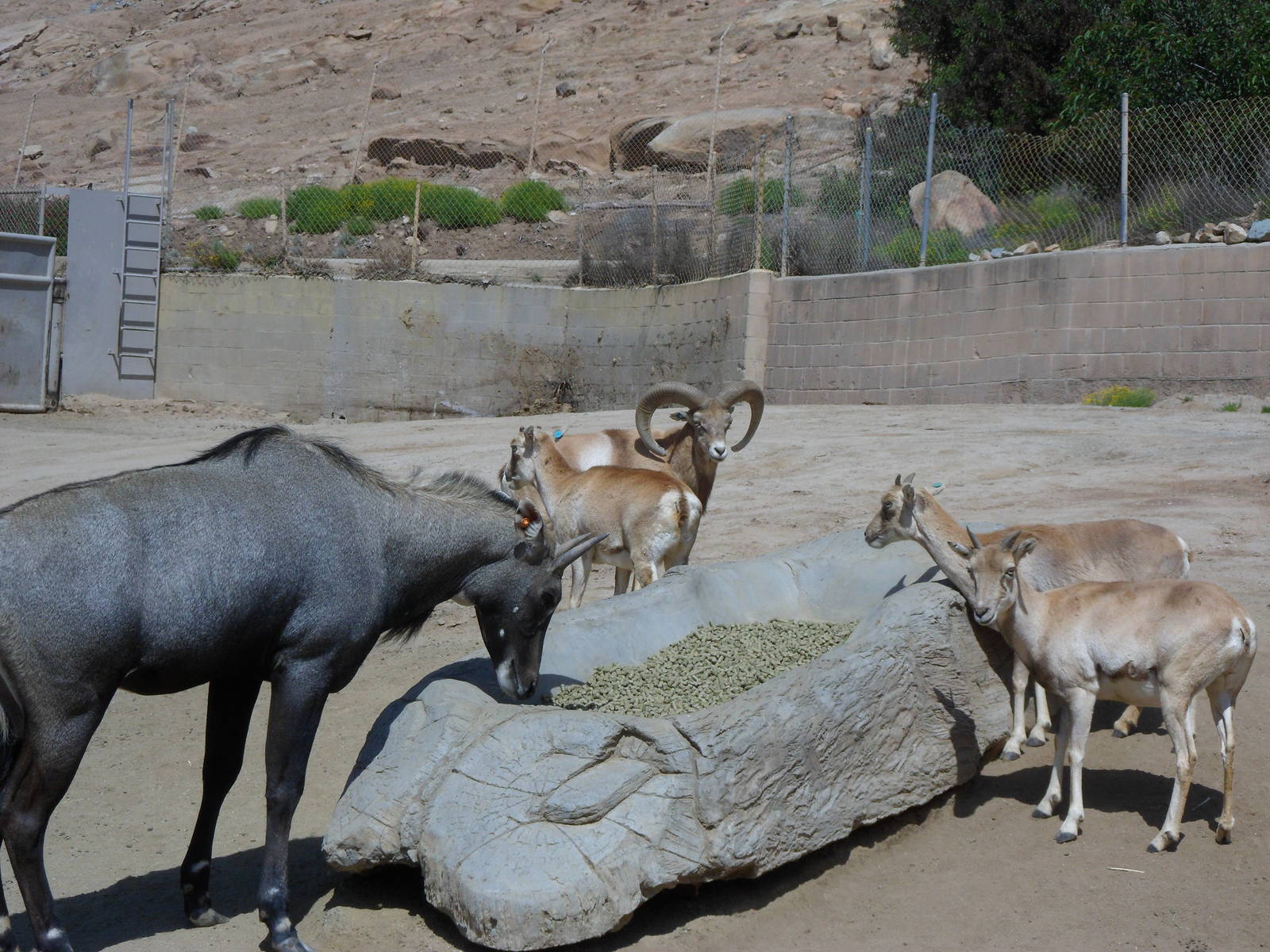 Nilgai and an Asian wild sheep species..