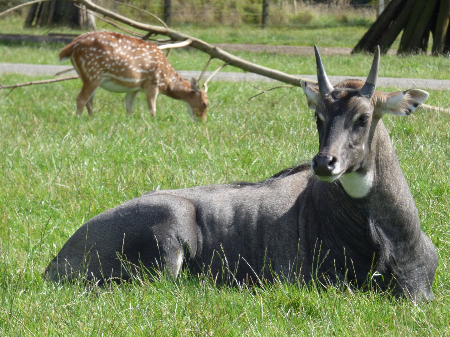Nilgai and Axis Deer