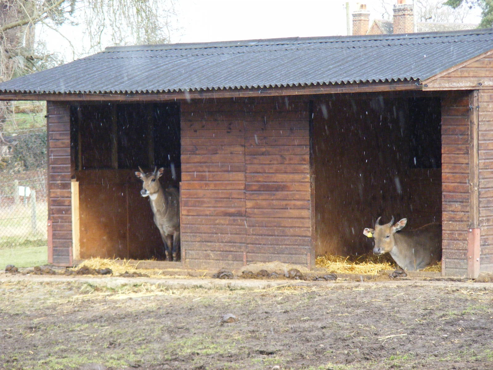 Nilgai and banteng sheltering from the snow shower at West Midland Safari P