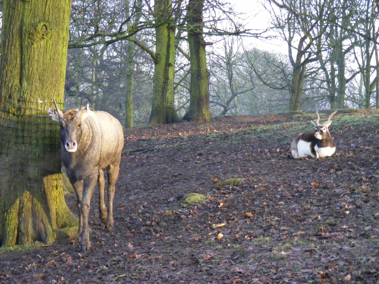 Nilgai and blackbuck at Knowsley Safari Park, 28 December 2009