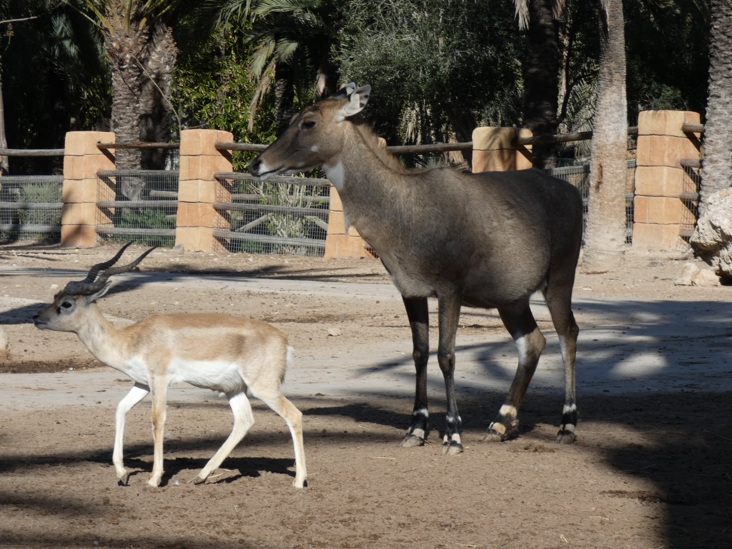 Nilgai and Blackbuck