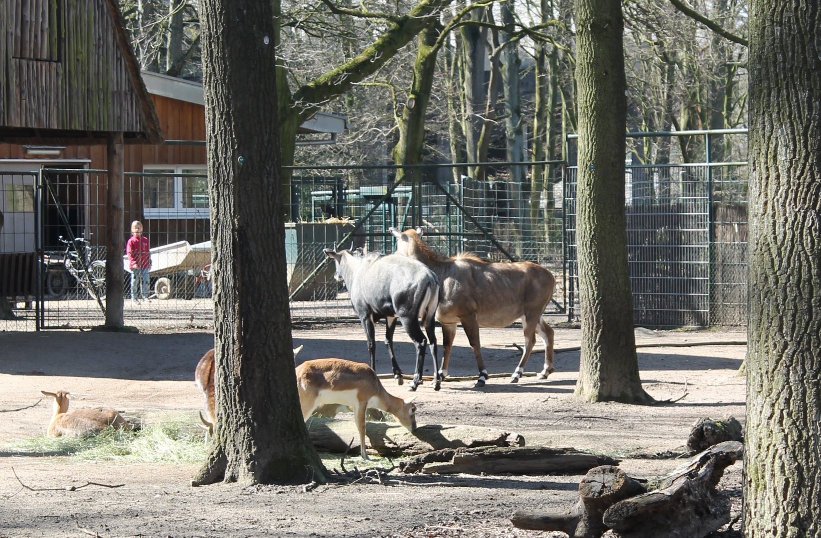 Nilgai and Blackbuck