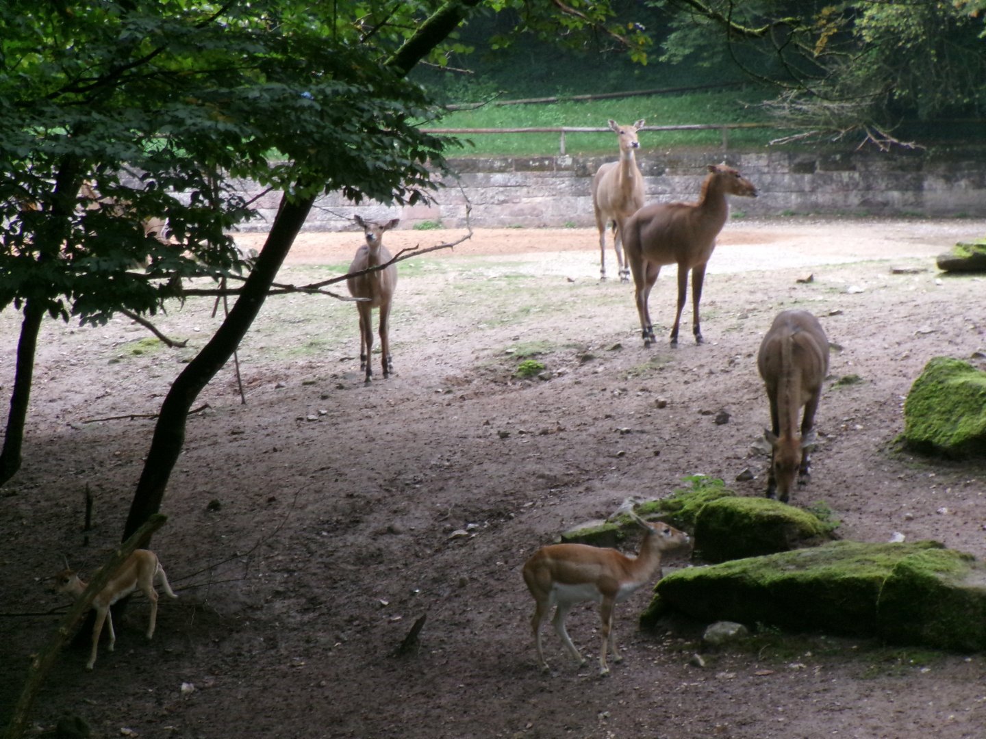 Nilgai and blackbucks