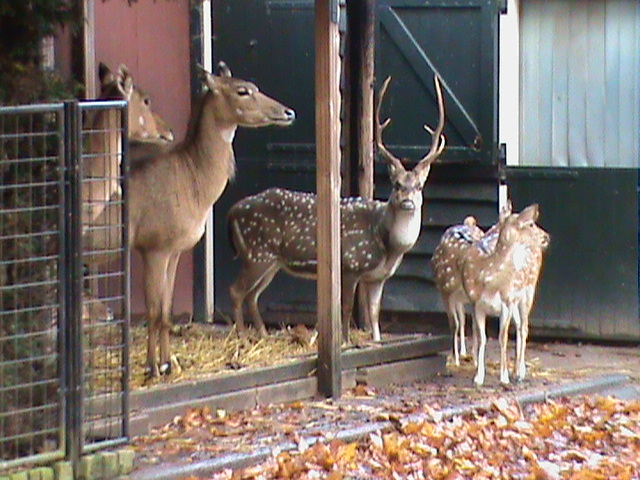 Nilgai and Chital 061110