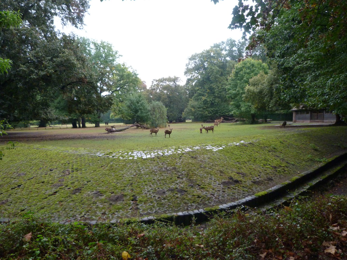 Nilgai and Common hog deer exhibit -Tierpark Berlin (2024)