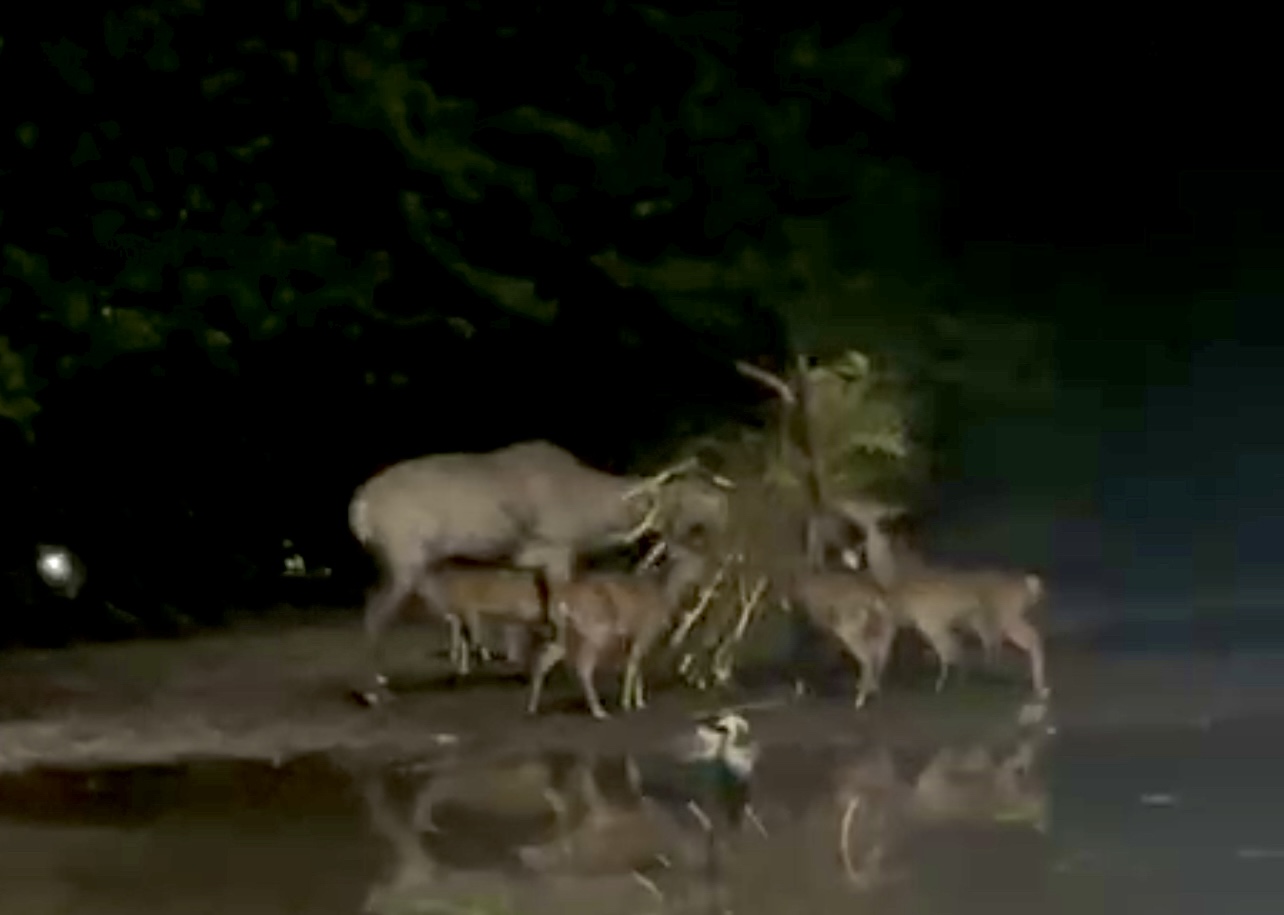 Nilgai and Deers, Taiping Zoo and Night Safari