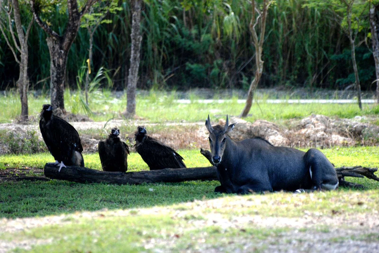Nilgai and European Black Vultures at Miami, 12/10/13