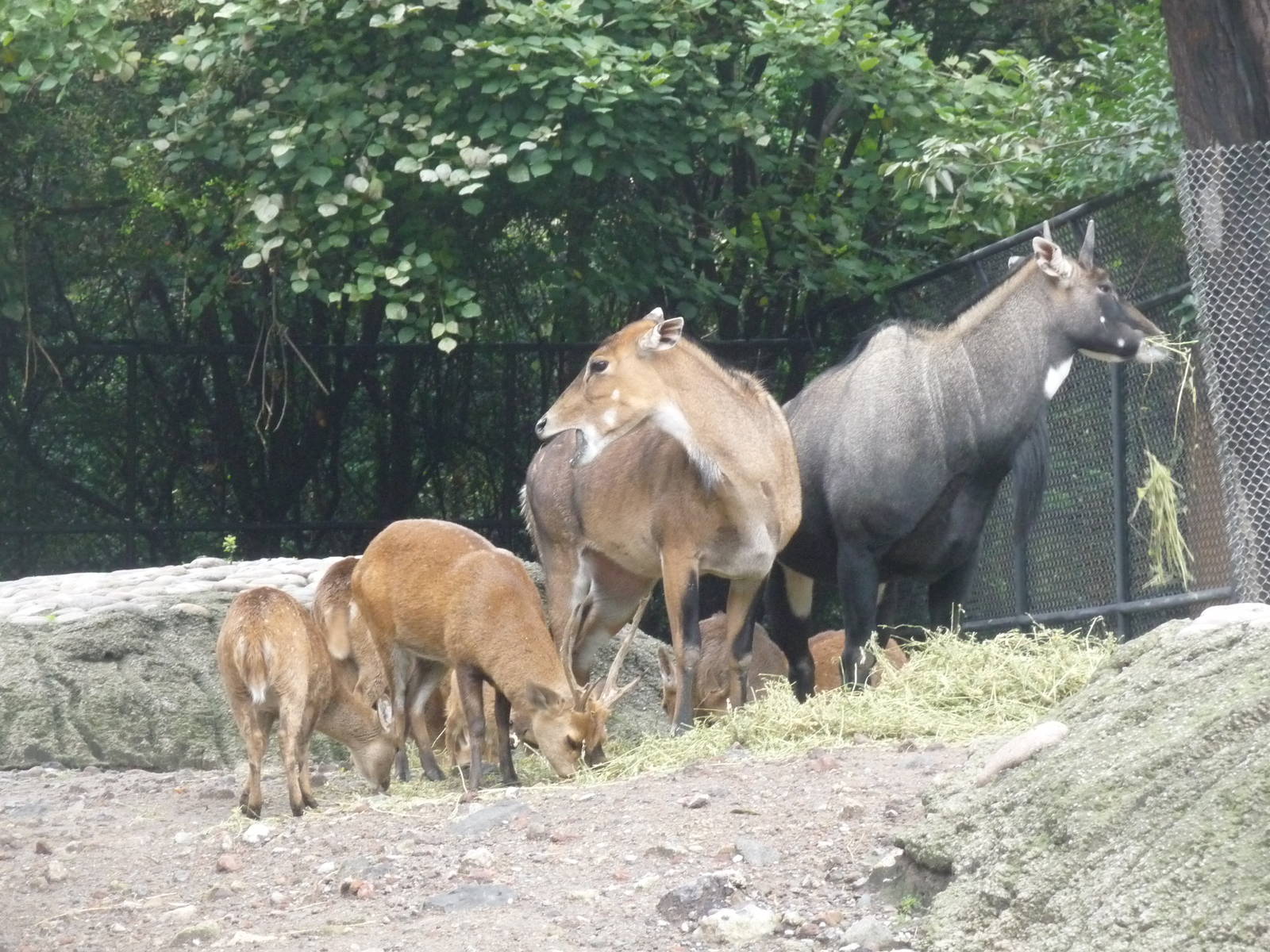 nilgai and hog deer chapultepec zoo