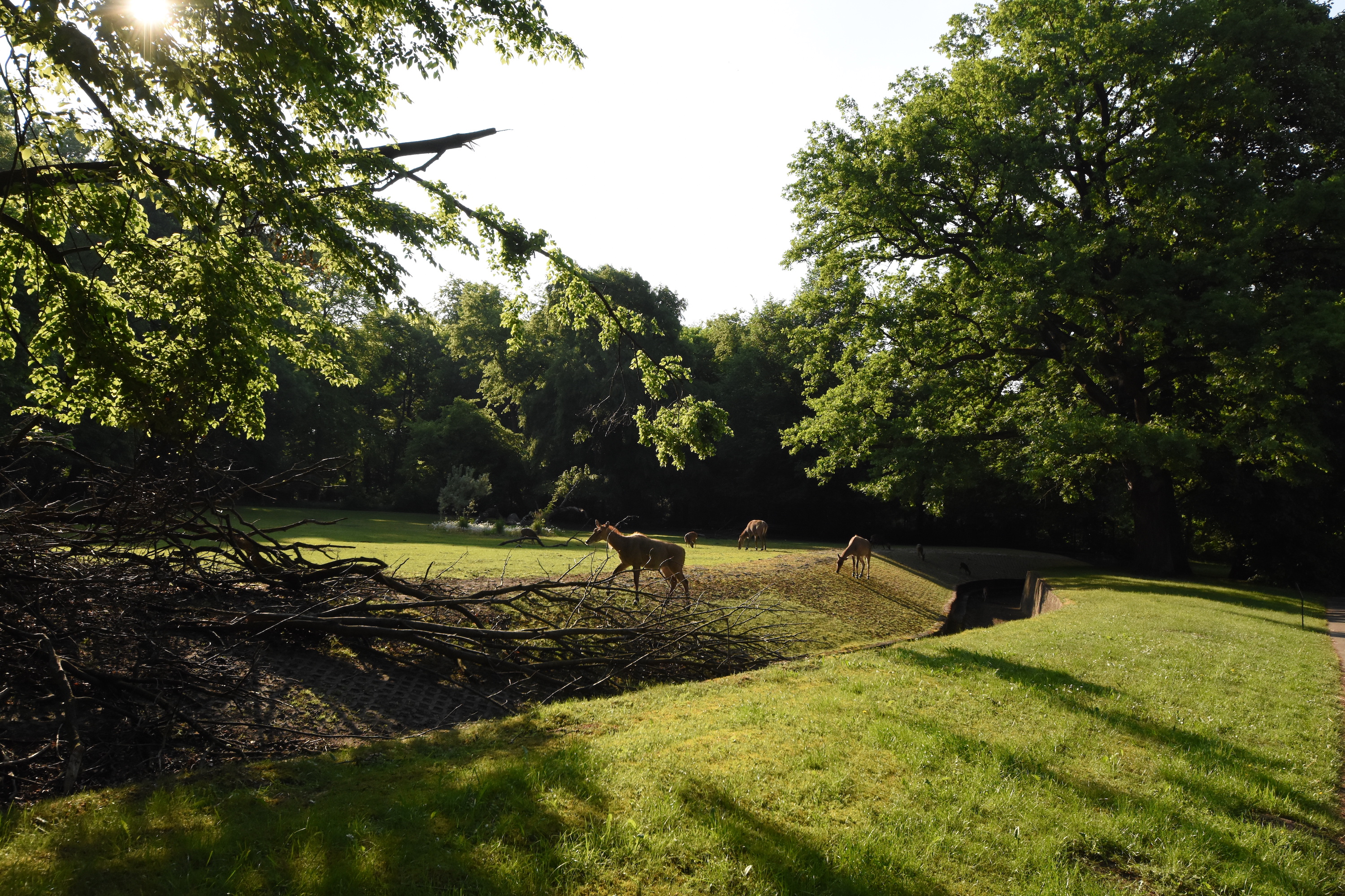 Nilgai and Hog deer enclosure