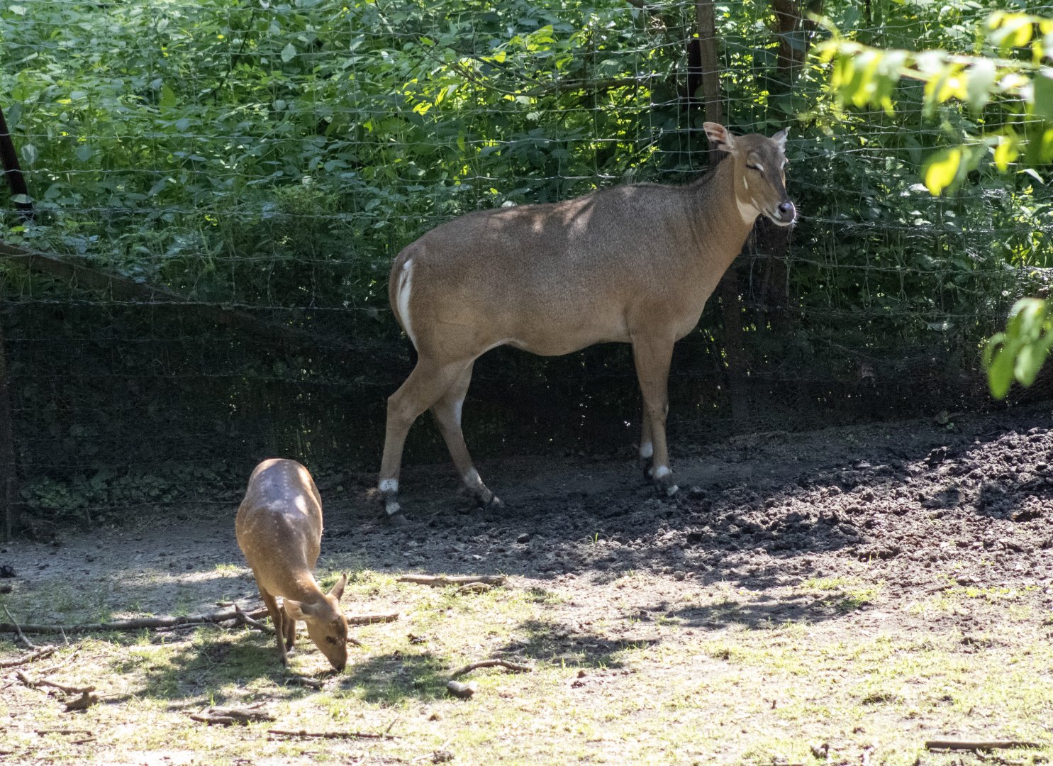 Nilgai and Hog Deer