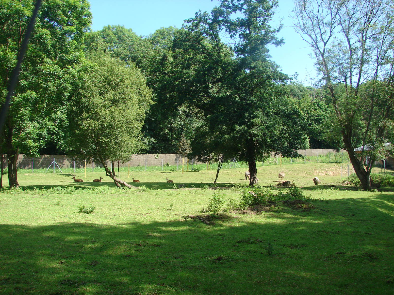 Nilgai and vietnamese sika deer exhibit