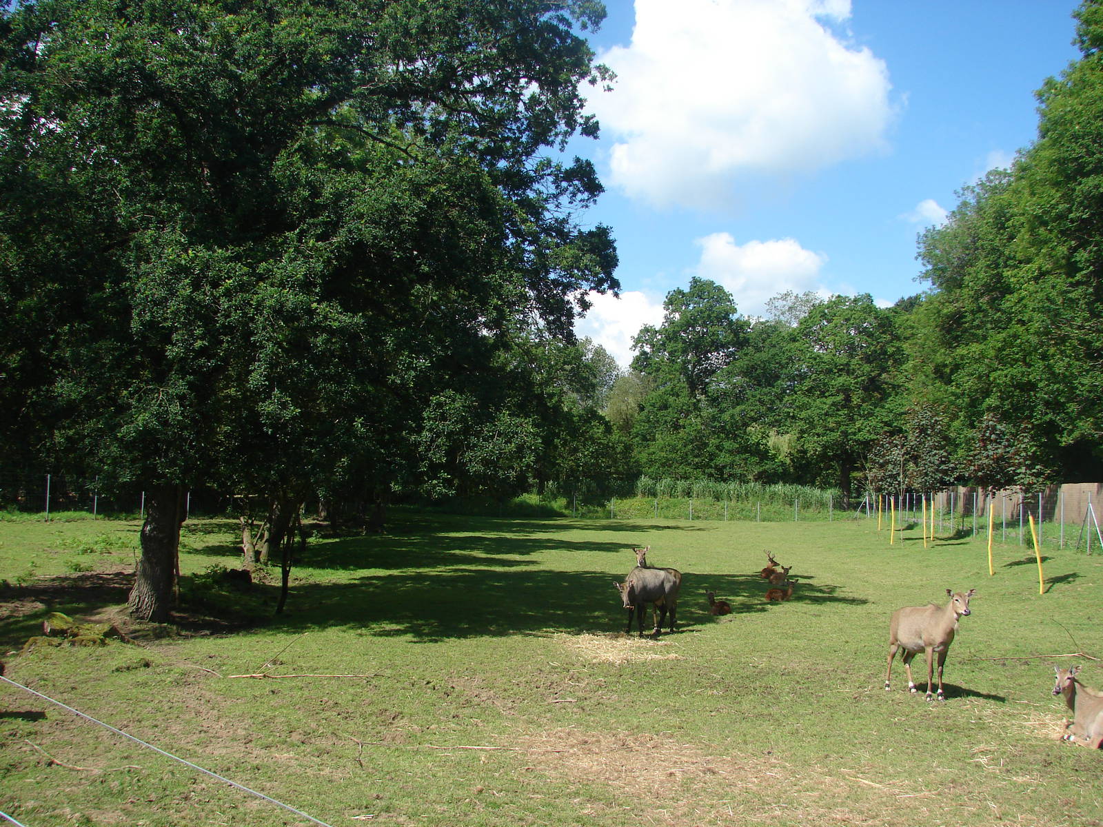 Nilgai and vietnamese sika deer exhibit