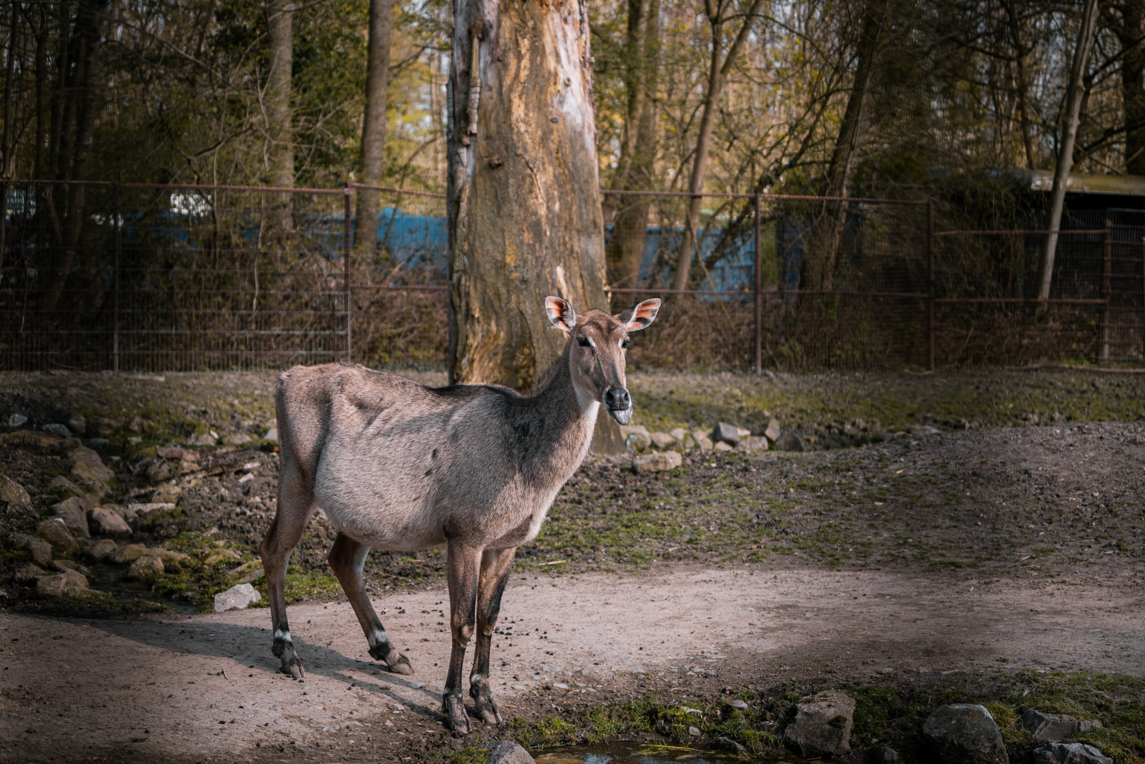 Nilgai Antelope (Boselaphus tragocamelus)