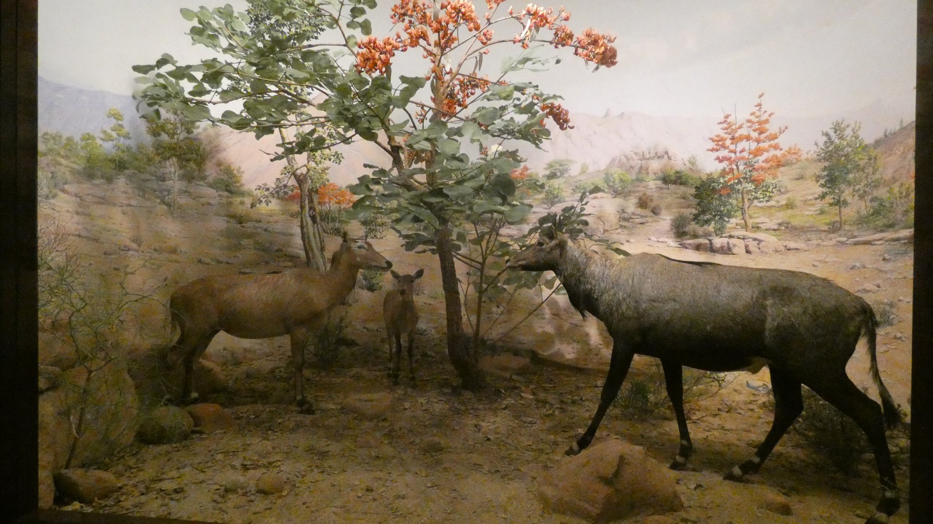 Nilgai Antelope, Hall of Asian Mammals - Feb. 2022