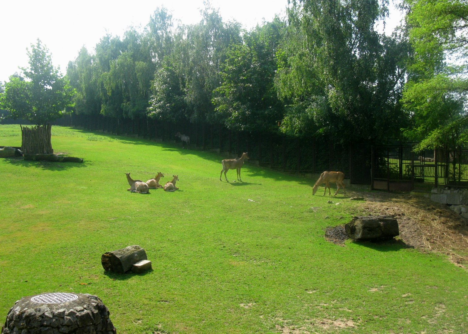 Nilgai antelopes - 08.2013