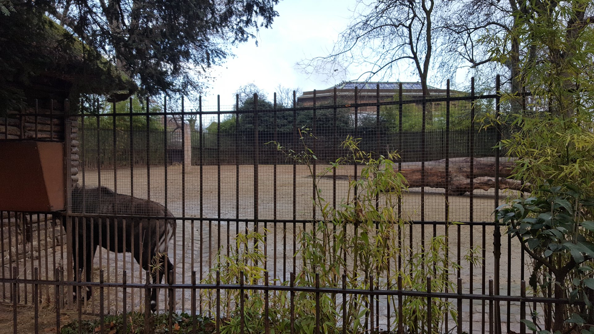 nilgai antilope enclosure