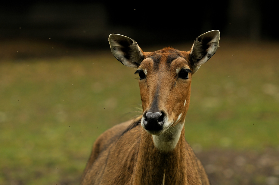 Nilgai at Augsburg Zoo