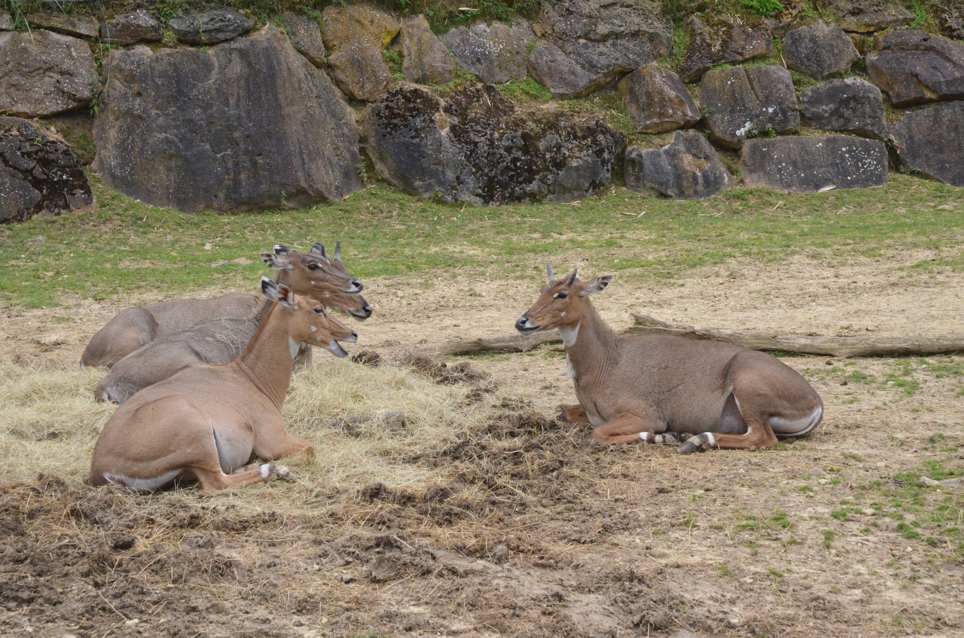 Nilgai at Beauval, 12/06/18
