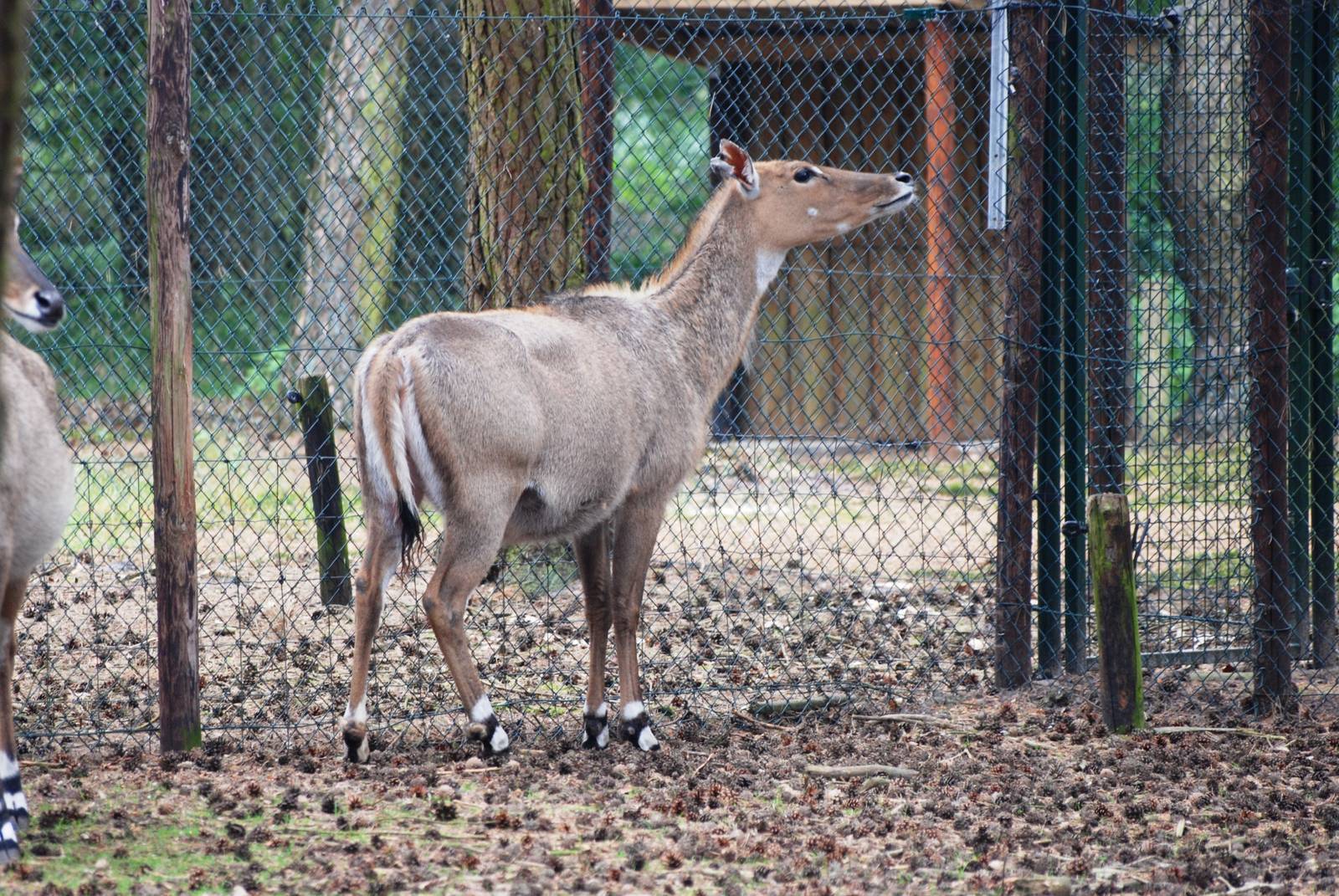 Nilgai at Beekse Bergen, 31/05/12