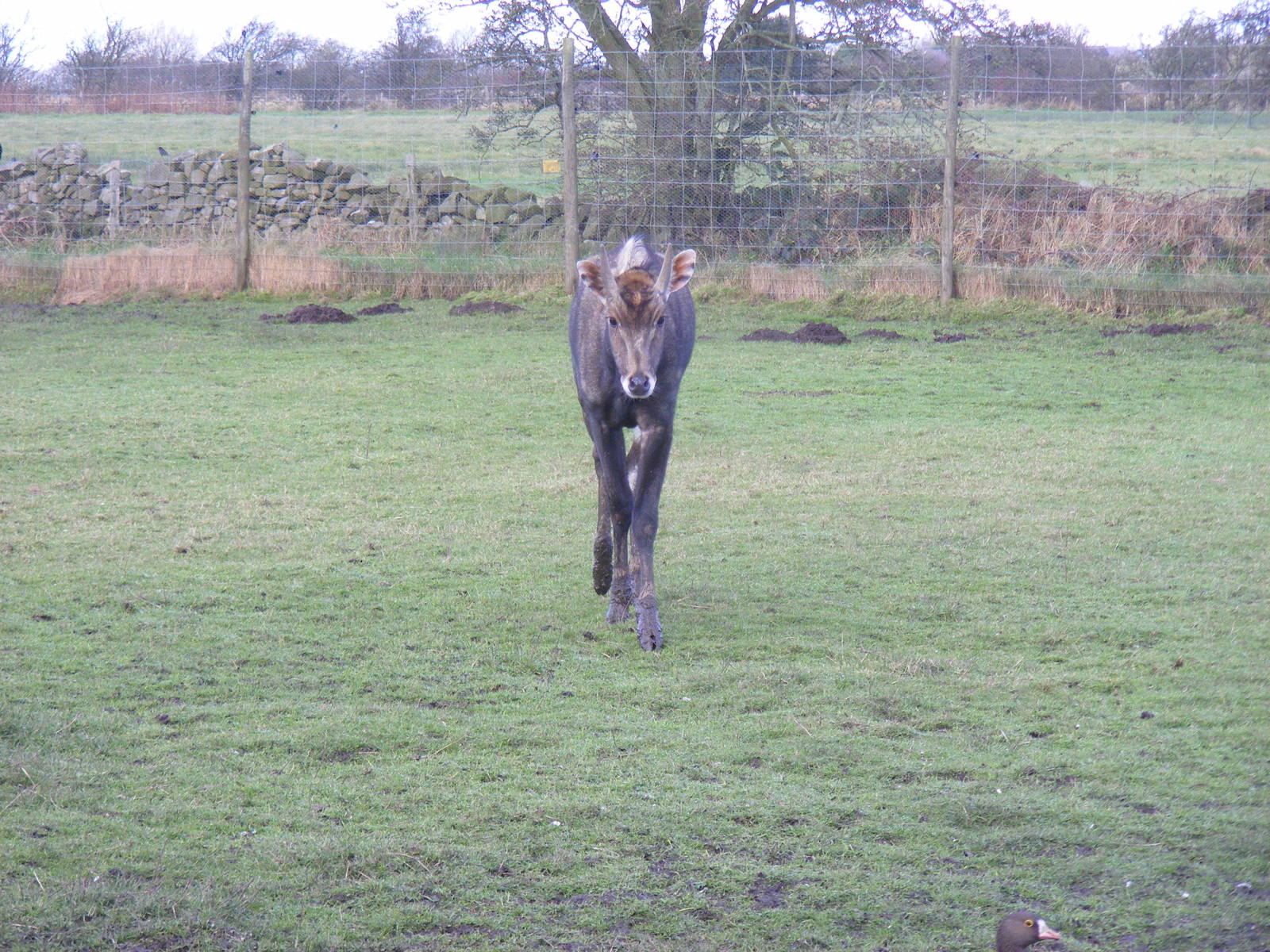 Nilgai at Blackbrook Zoo, 13 November 2010