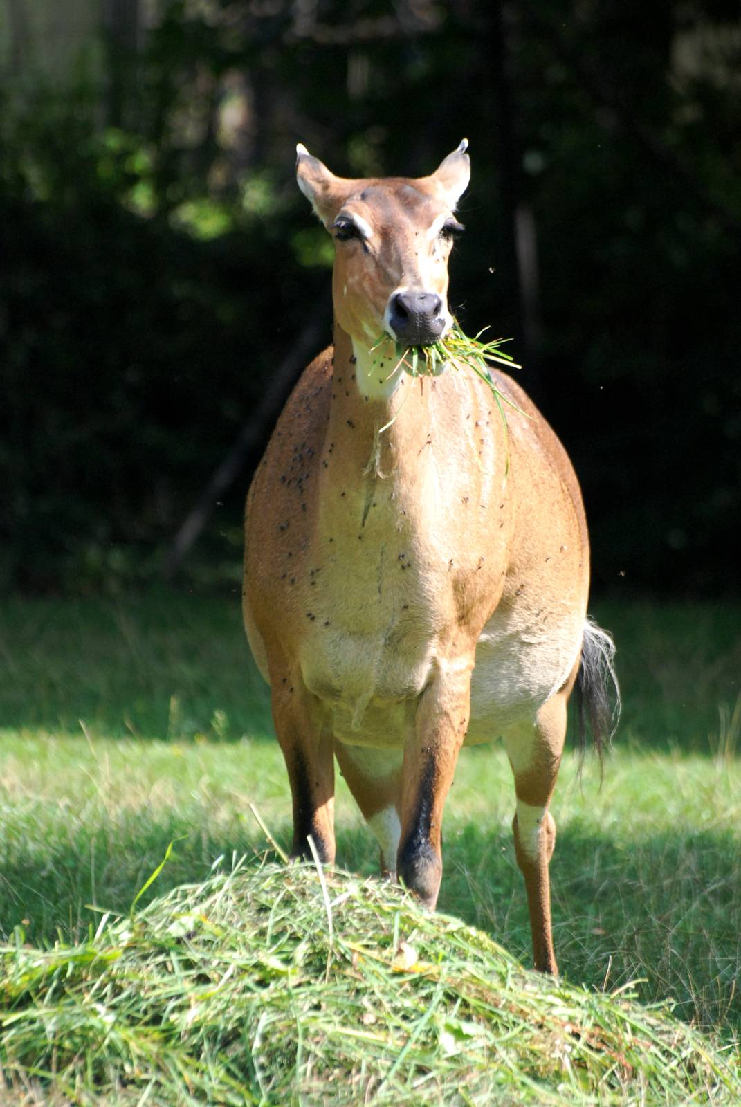 Nilgai at Dresden, 29/08/12
