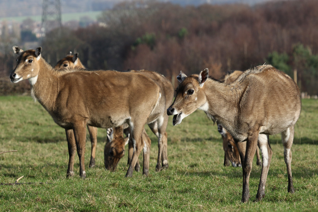 Nilgai at Knowsley Safari 22/12/2016