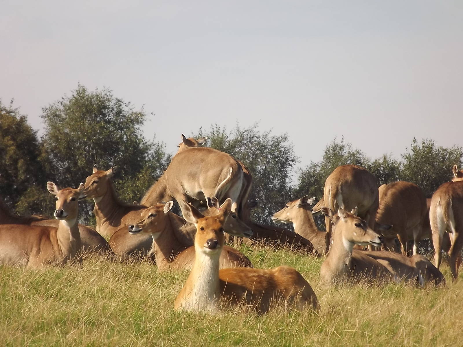 Nilgai at Knowsley Safari Park 08/09/12
