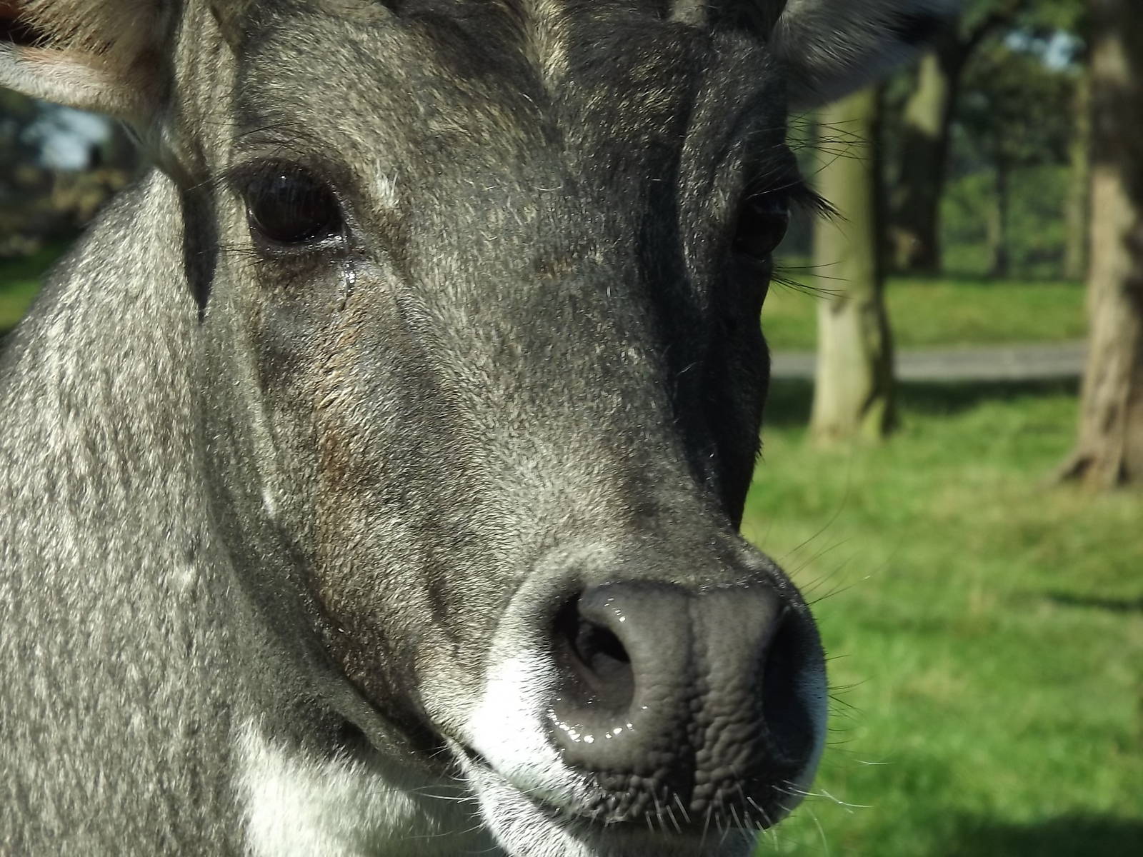 Nilgai at Knowsley Safari Park 08/09/12