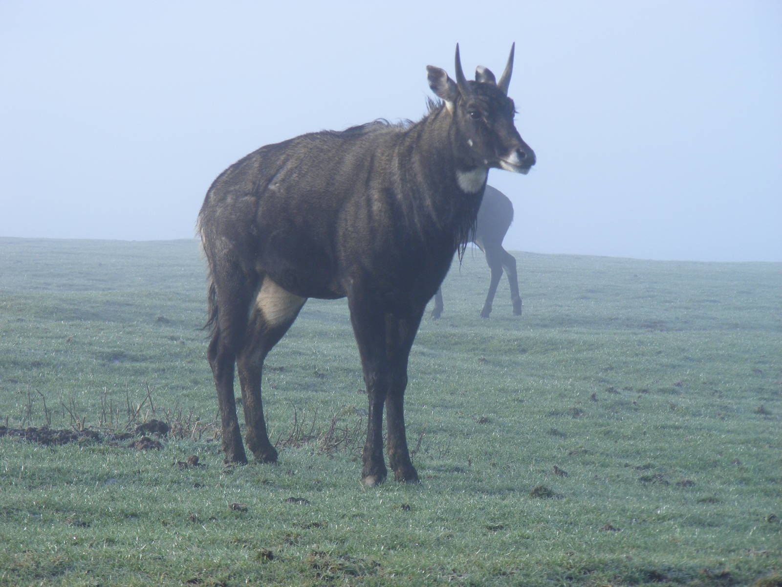 Nilgai at Knowsley Safari Park, 28 December 2009