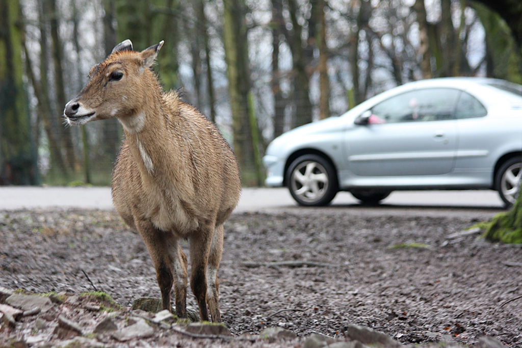 Nilgai at Knowsley Safari Park