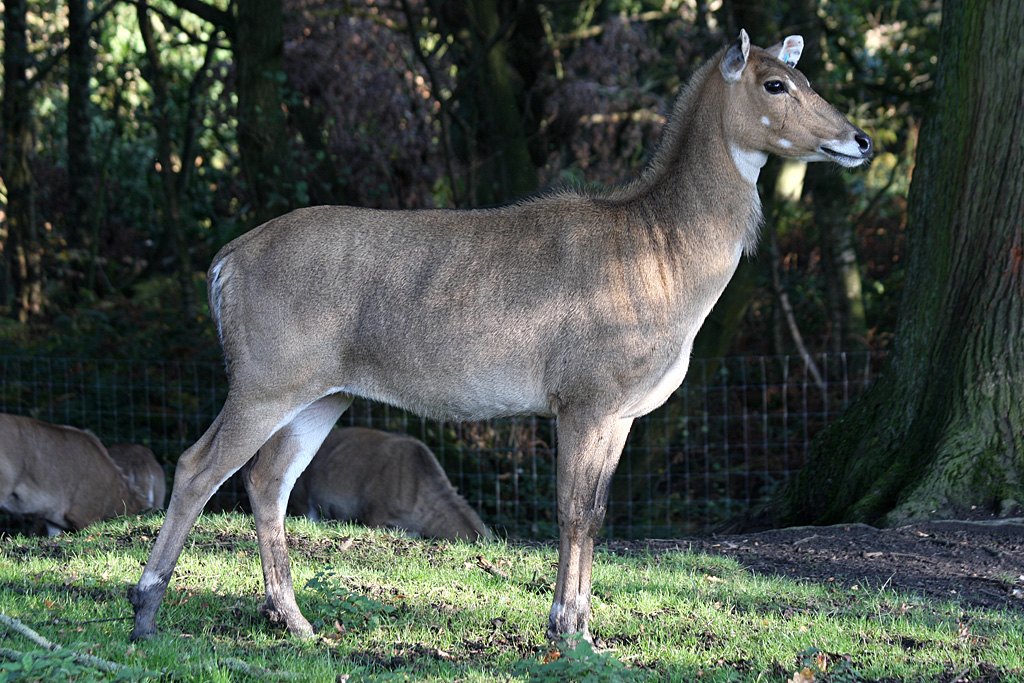 Nilgai at Knowsley