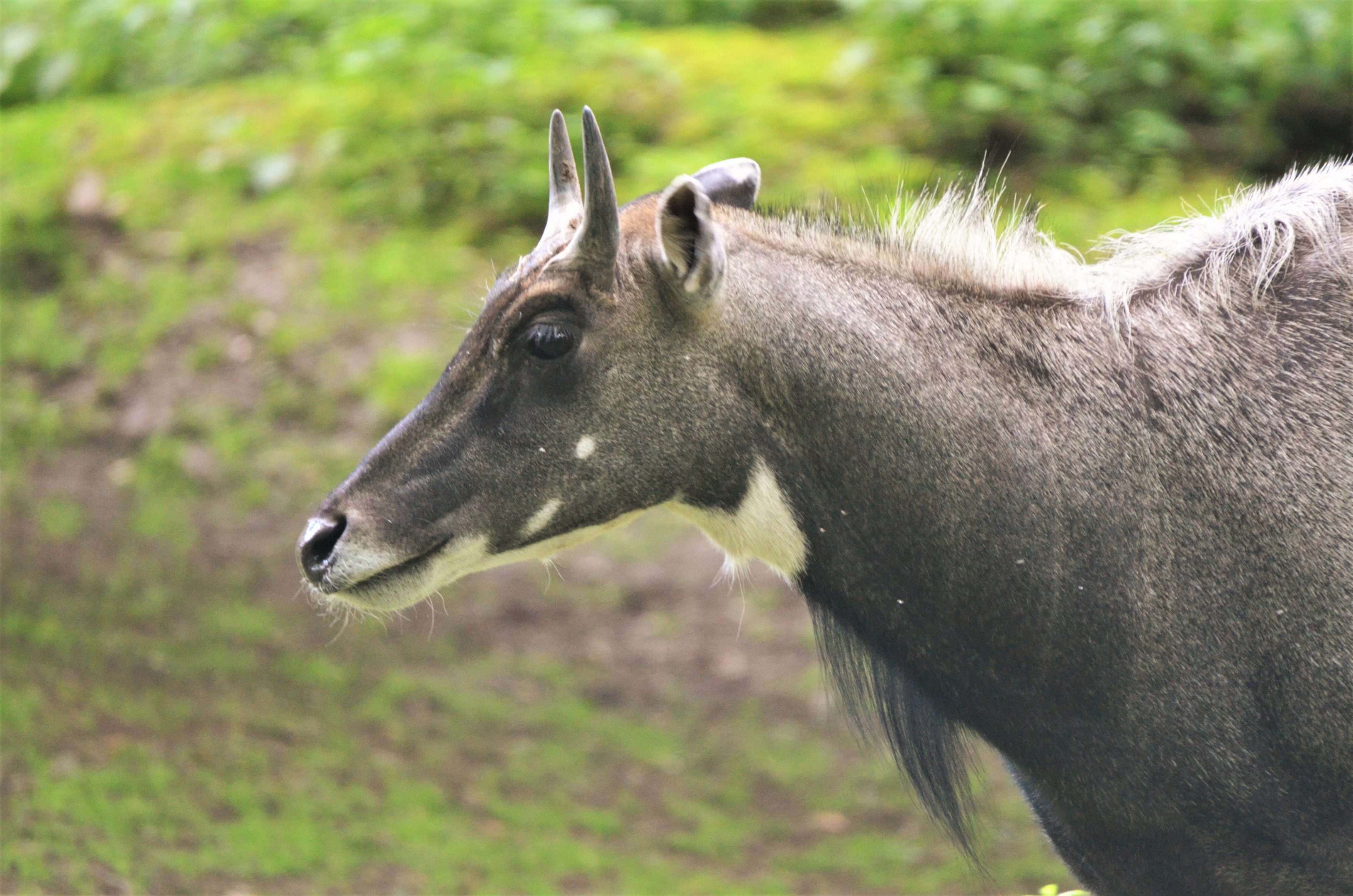 Nilgai at Krefeld, 15/06/19