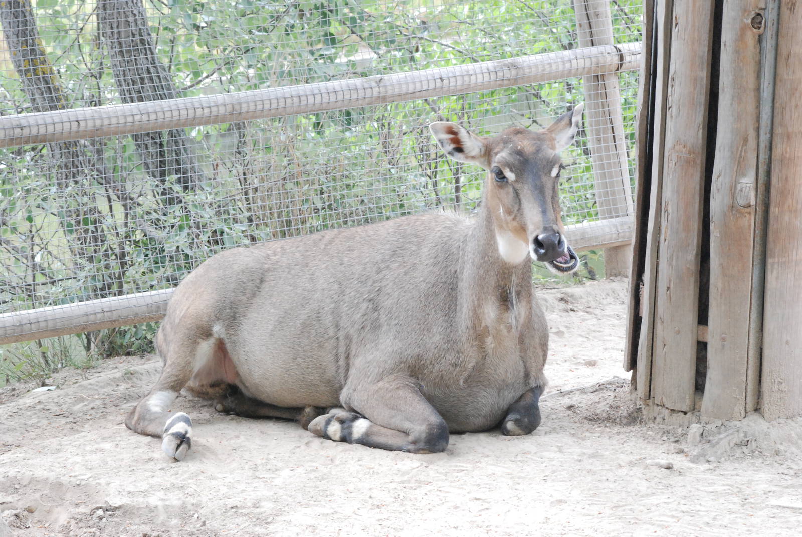 Nilgai at Madrid Zoo Aquarium, 26/05/11