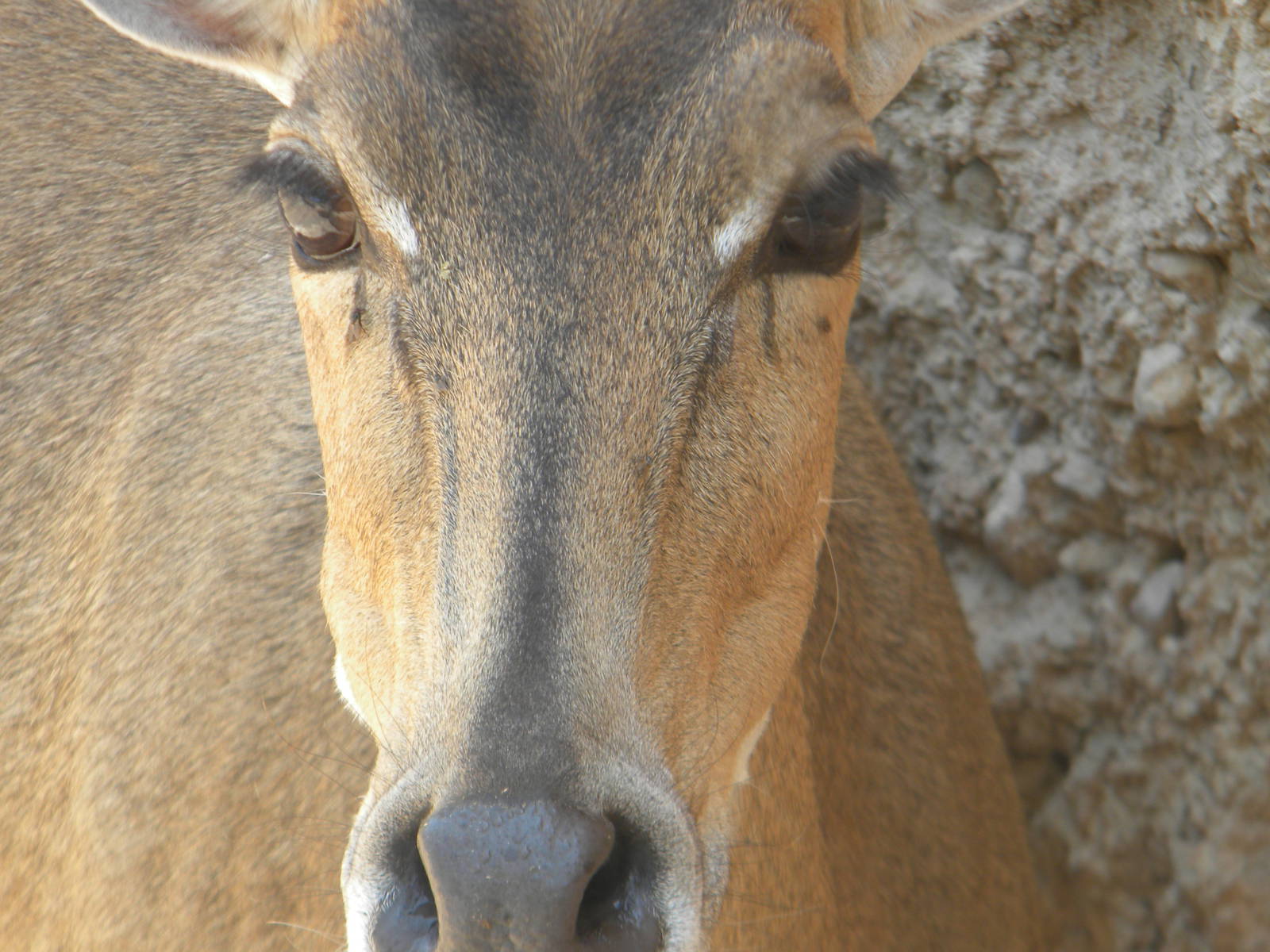 Nilgai at Terra Natura 29/07/11