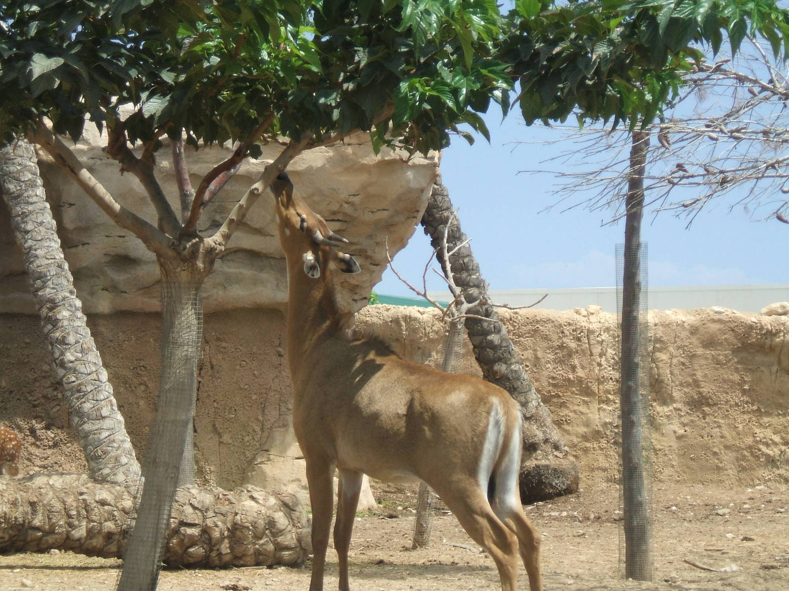 Nilgai at Terra Natura