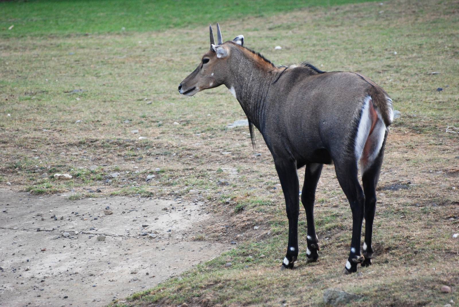 Nilgai at Usti, 29/08/12