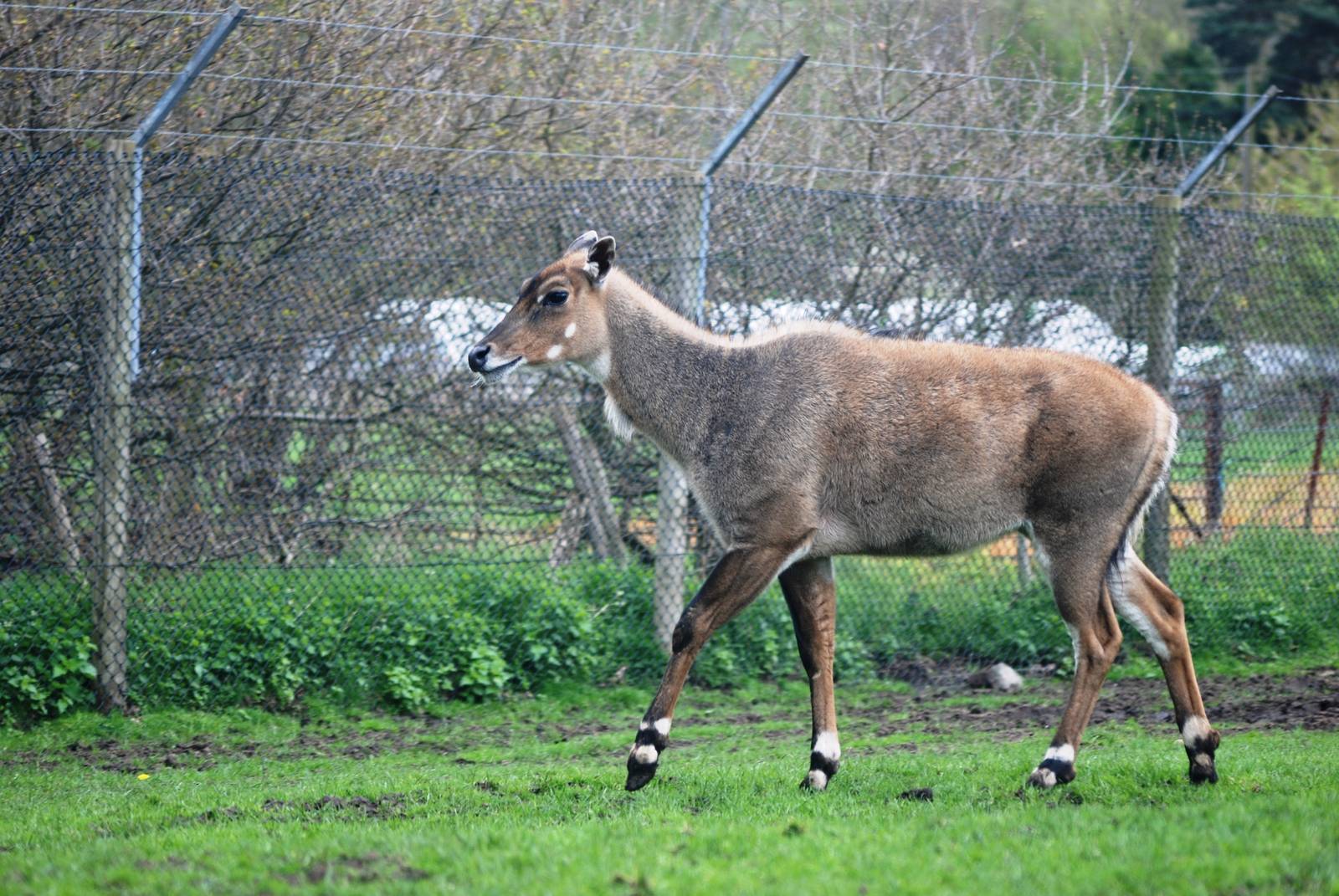 Nilgai at West Mids, 05/05/12