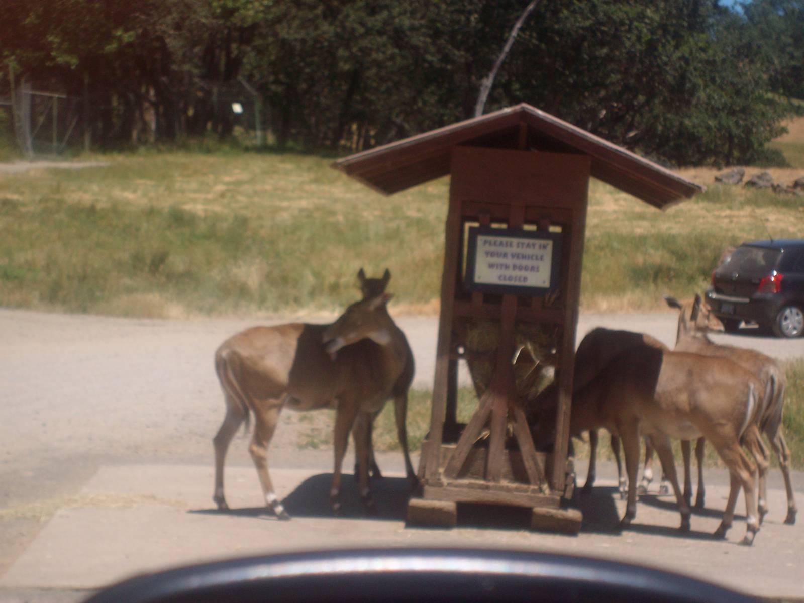 Nilgai at Wildlife Safari.
