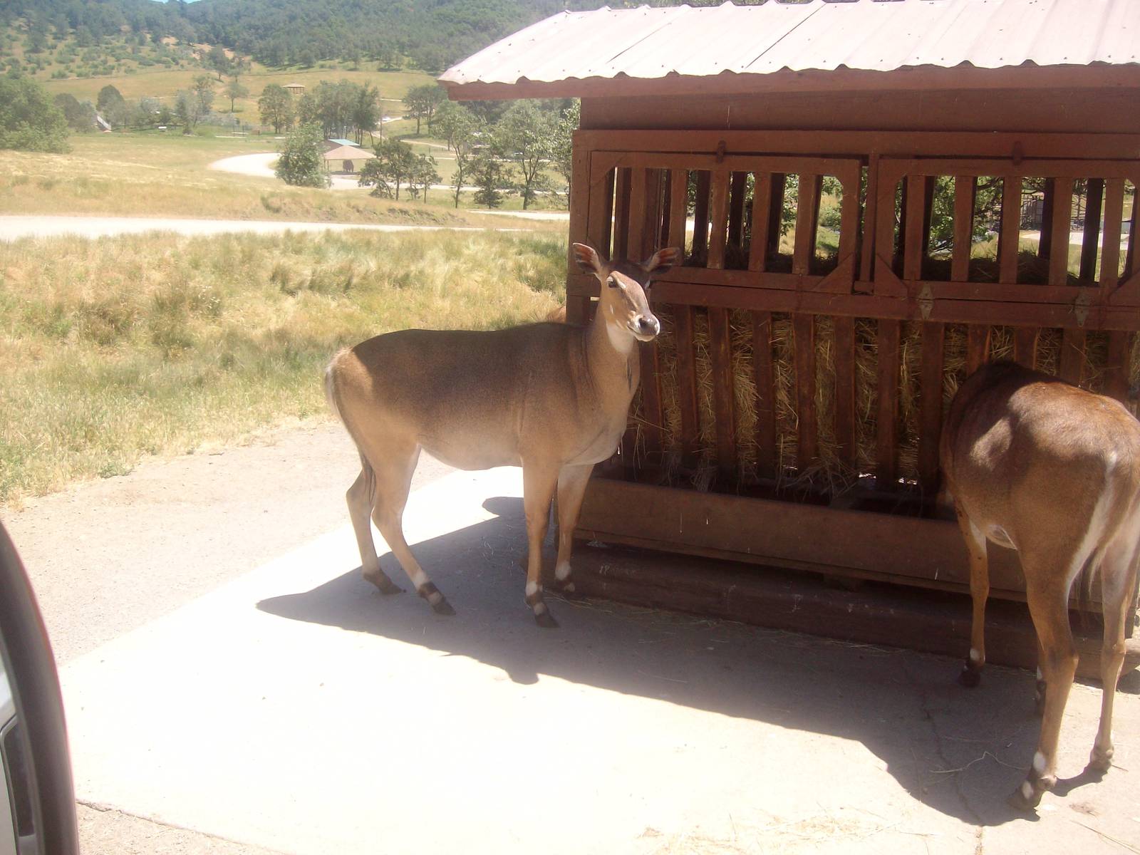 Nilgai at Wildlife Safari