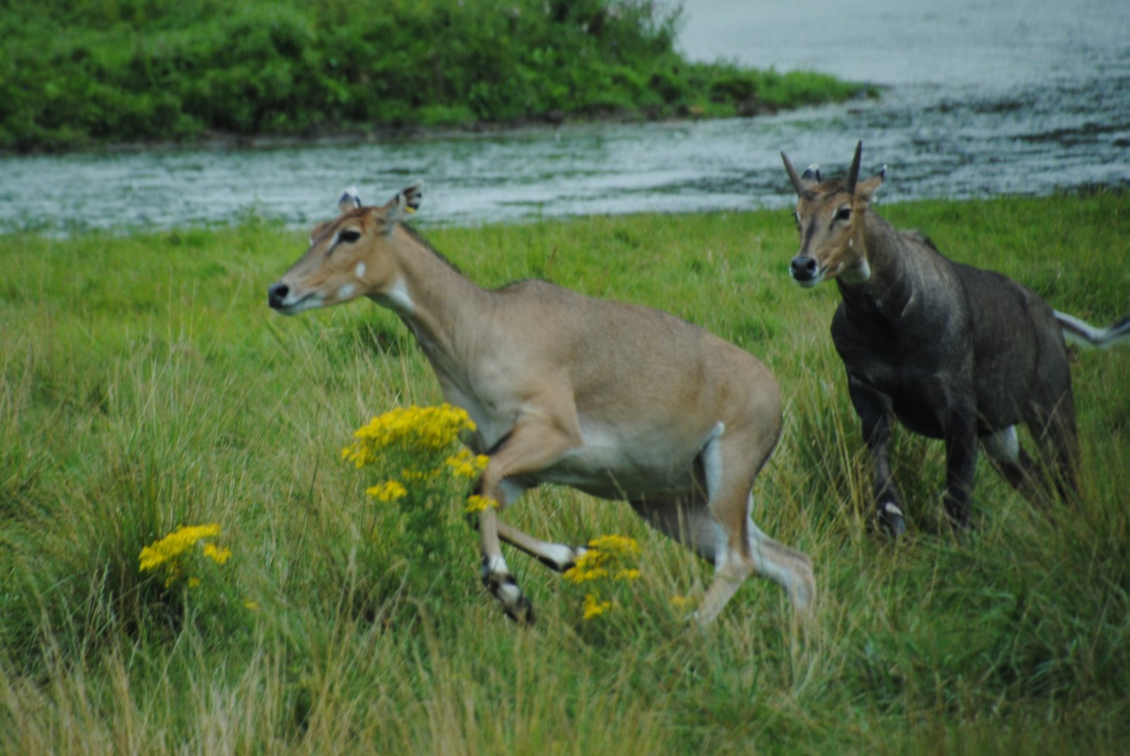 Nilgai (Australasia reserve)