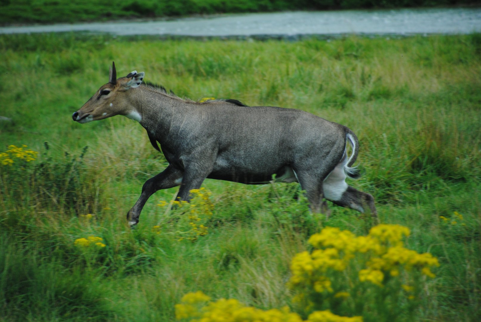 Nilgai (Australasia reserve)