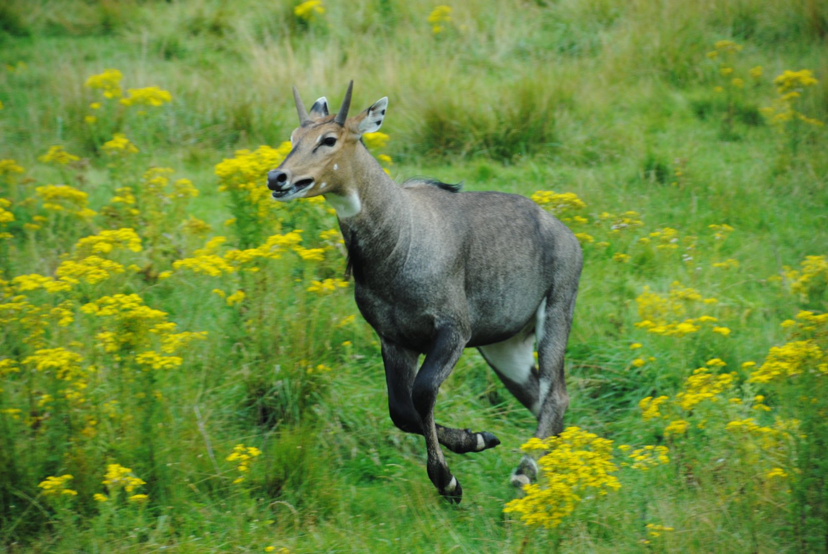 Nilgai (Australasia reserve)