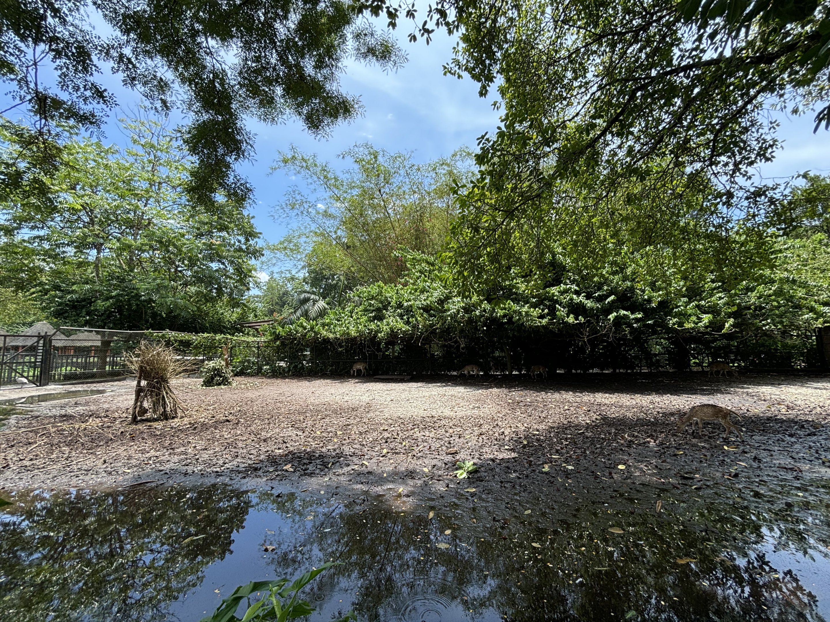 Nilgai/Axis Deer/Demoiselle Crane Exhibit