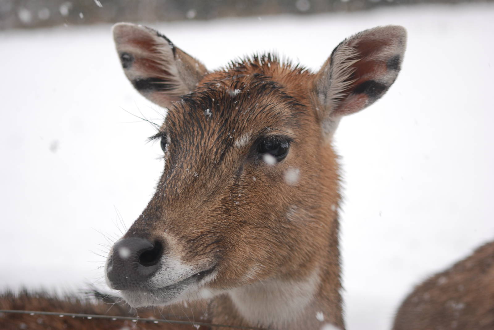 Nilgai, Blackbrook in the Snow (again!) 27/12/10