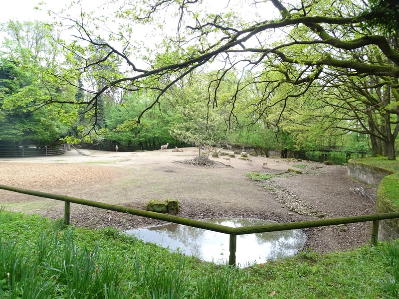 Nilgai + blackbuck enclosure