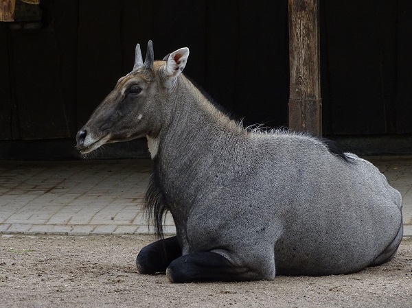 Nilgai (Boselaphus tragocamelus) (07/22)